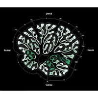 University of Pittsburgh Department of Psychiatry logo - Similar company to Mesr - Mentorship For Egyptian Students And Researchers