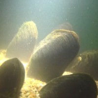 Stora Enso﹣Nature Destroyed logo - Similar company to Solstice Collective