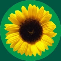 Hidden Disabilities Sunflower 🌻 logo - Similar company to Calling All Minds