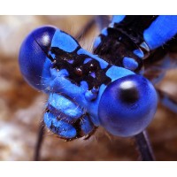 Blue Star Pest Control