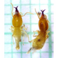 BestPest logo - Similar company to Dermolive