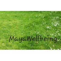 MayaWelbeing logo - Similar company to Inovenus Software Technologies
