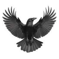 Raven Design Co. logo - Similar company to Postmoda