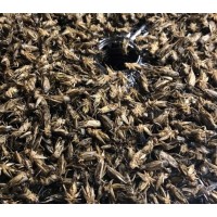 Bugsandus logo - Similar company to Emplastrum