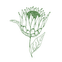Fynbos Regenerative Leadership logo - Similar company to Open Design Afrika