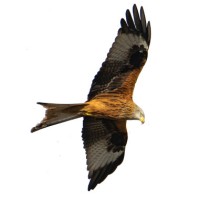 Red Kite Decarbonisation Limited logo - Similar company to Brouhaha
