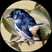 Little Robin Films logo - Similar company to Weybec