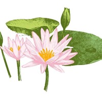Water Garden Resort & Spa logo - Similar company to Hotel Washington