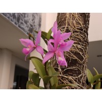Fundación Estrellas De Vida