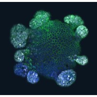 Monash BDI Organoid Program logo - Similar company to Psaio Tx