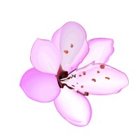 Blossom logo - Similar company to Aamplify