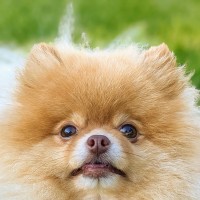 OC Raw Life logo - Similar company to Solutions Pet Products