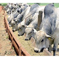 Agropecuaria Boi Bom logo - Similar company to Agrobarcellos