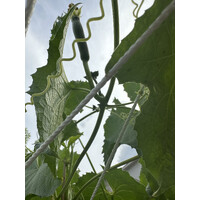 Ching's Carbon Based Farm logo - Similar company to Gems Exclusive