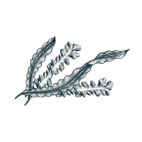 Atlantic Sea Farms logo - Similar company to Hieronymus.Tm