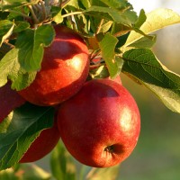 Orchard of the Future logo - Similar company to Nlworks