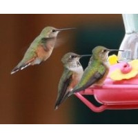 Sylph logo - Similar company to Isd-Immunotech