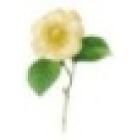 Camellia Overseas Pvt. Ltd. logo - Similar company to Kadamb Overseas Pvt Ltd
