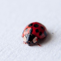 Catchthebug ®