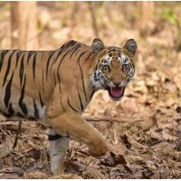 Ranthambore National Park logo - Similar company to Solitaire Technologies