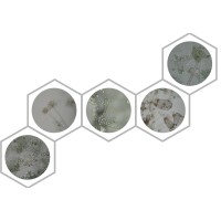 Sachverständigenbüro Dr. Schiffers & Partner logo - Similar company to Eco-Luftqualität + Raumklima Messstelle, Beratungs- Und Forschungsgesellschaft Mbh