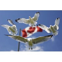 Canada Jobs Platform logo - Similar company to My-Headhunter.Com