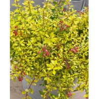 Seiont Nurseries LTD logo - Similar company to Breederplants