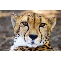 Cheetah Wear logo - Similar company to Saucy'S World Gymnastics Leotards