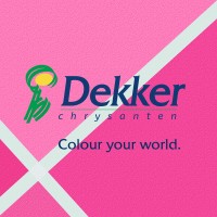 Dekker Chrysanten BV logo - Similar company to Floritec - Breeding Chrysanthemum, Aster, Celosia