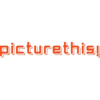 PictureThis! logo - Similar company to Picturethisai