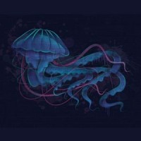 Curious Jellyfish