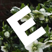 Eckersley Garden Architecture logo - Similar company to Angle