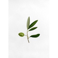 Olivo Data Lab logo - Similar company to Clueless By Design