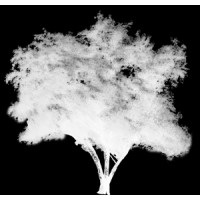 Tree In Snow Design