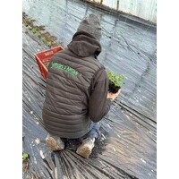 SAVEURS D'ANTAN logo - Similar company to Sodiale