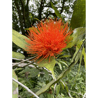 Roots & Resilience Consulting, LLC logo - Similar company to Bowman Performance Consulting Llc