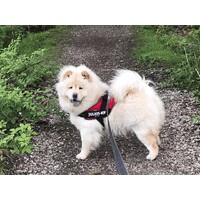 Bella Chow Chow logo - Similar company to Iktconcept