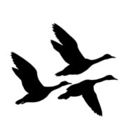 Freebird Partners Lp