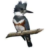 Kingfisher Consulting Group, LLC. logo - Similar company to Kingfisher Consulting Group