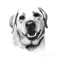 Annette Ferguson Digital Artist and Illustrator logo - Similar company to Reborng