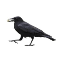 My Clever Crow Consulting, Llc