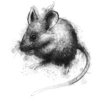 Sean Briggs Art logo - Similar company to The Mind Tribe Uk