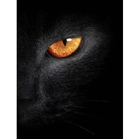 BlackCat Traffic logo - Similar company to Affups