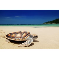 Burnin Turtle Travel logo - Similar company to Conquer Edge, Llc