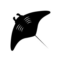 Flying Manta