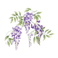 Wisteria Multimedia