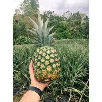 NFP logo - Similar company to Floral Global Sourcing