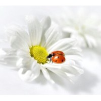 Linda Buss Bookkeeping & Office Management logo - Similar company to Enlightened Ledger Bookkeeping