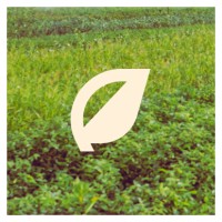 Scapify logo - Similar company to Servescape