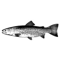 Cutthroat Branding + Marketing, LLC logo - Similar company to Studio Tomo